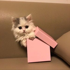 Meet your Posher, Qian